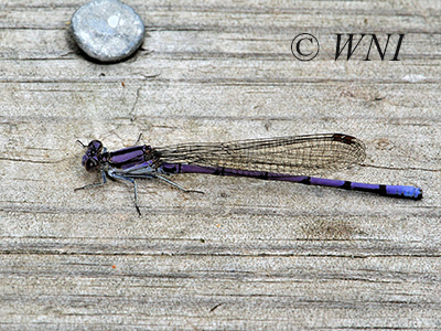 Variable Dancer (Argia fumipennis)